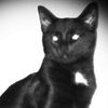 gypsycat00